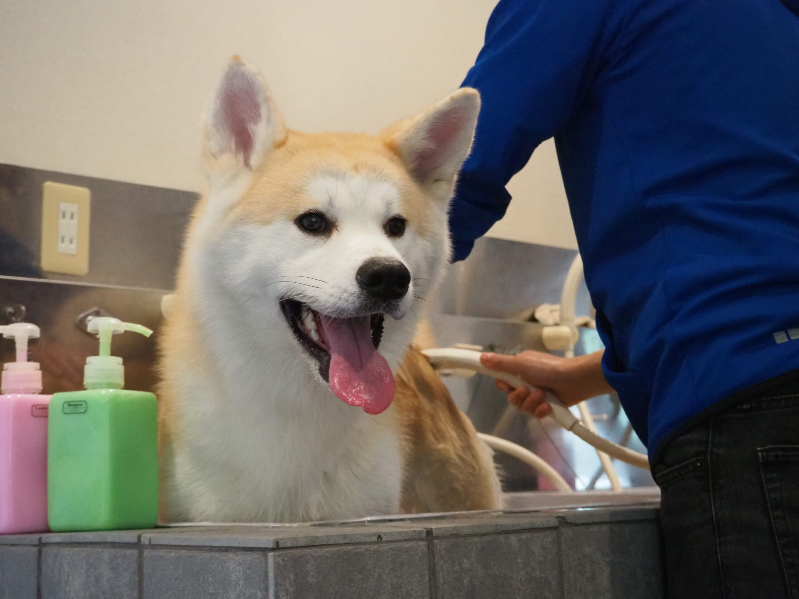 世界の名犬牧場のセルフグルーミングルームを使ってみた